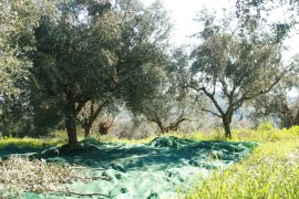olives ready to be picked